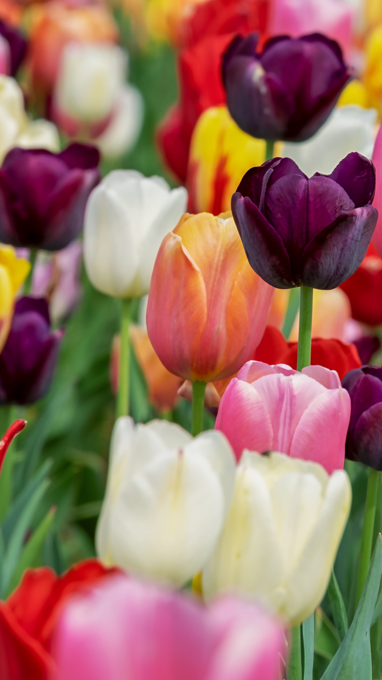 Tulip flowers 4K Wallpaper, Multicolor, Colorful, Tulips field, Purple